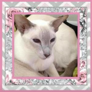 Meet your Posher, Elizabeth